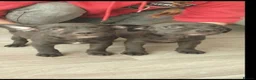 Mixed Breed dogs for sale: Terrier pups - Advert 4