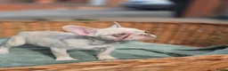 French Bulldog dogs for sale: 4 BEAUTIFUL FRENCH BULLDOGS FOR CHEAP!!!! - Advert 16