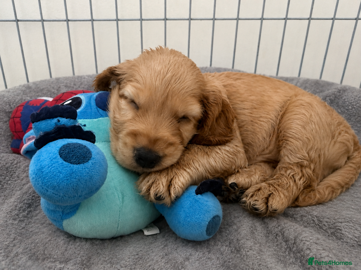Cocker Spaniel dogs Final 3 KC Golden Show Cocker Spaniel Boy Puppies - Advert 2