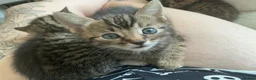 Bengal cats for sale: Bengal kittens for sale.  - Advert 6