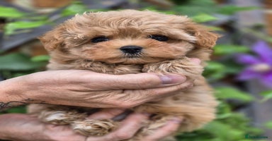 Maltipoo dogs - Advert 4