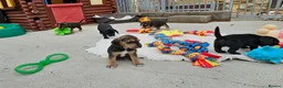 Bocker dogs for sale: Beautiful Bocker Pups - Ready 14.09.26 in Thirsk - Advert 14