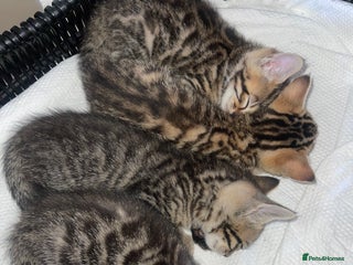 Mixed Breed cats Bengal mixed kitten - Advert 2