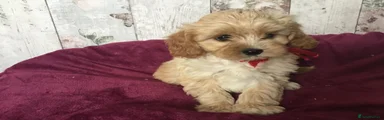 Mixed Breed 4