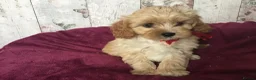 Cavapoo dogs for sale: Adorable Cockalierpoo pups ( so cute) - Advert 30
