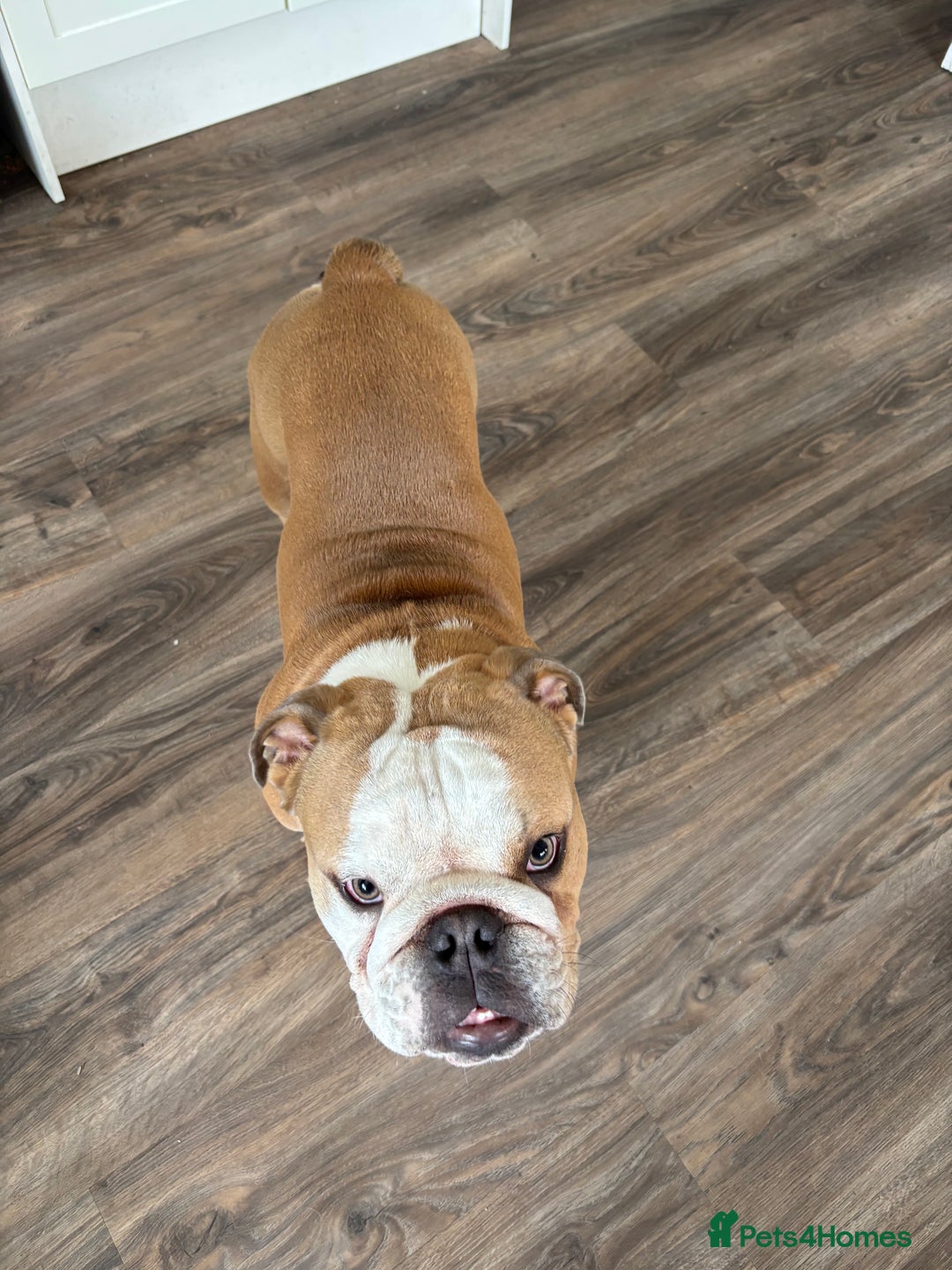 Mixed Breed dogs for sale: Very handsome bulldog - Image 9