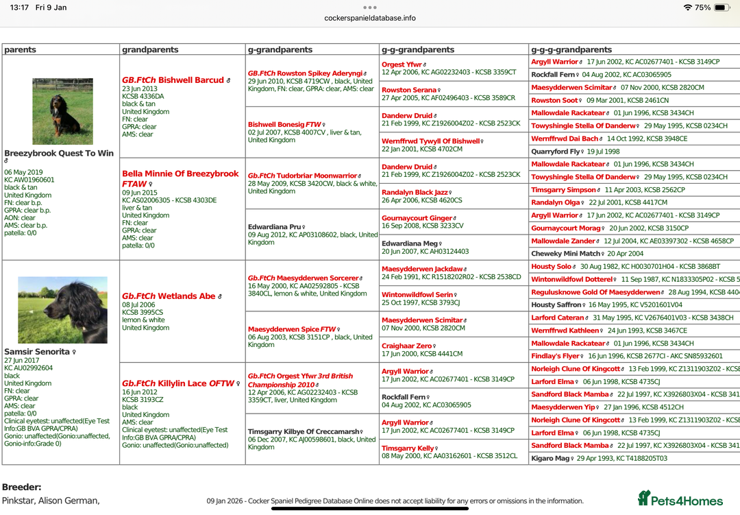 Cocker Spaniel dogs for stud: Available for stud  - Advert 7
