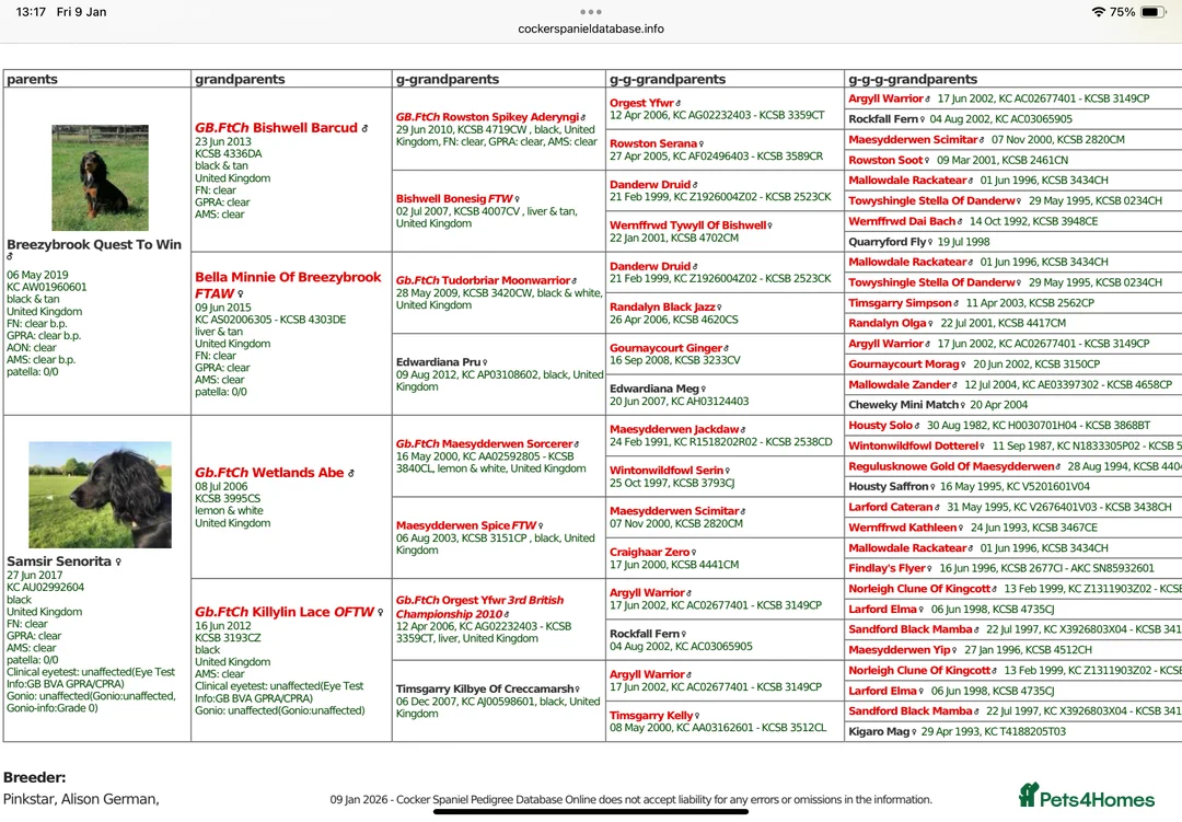 Cocker Spaniel dogs for stud: Available for stud  - Advert 6