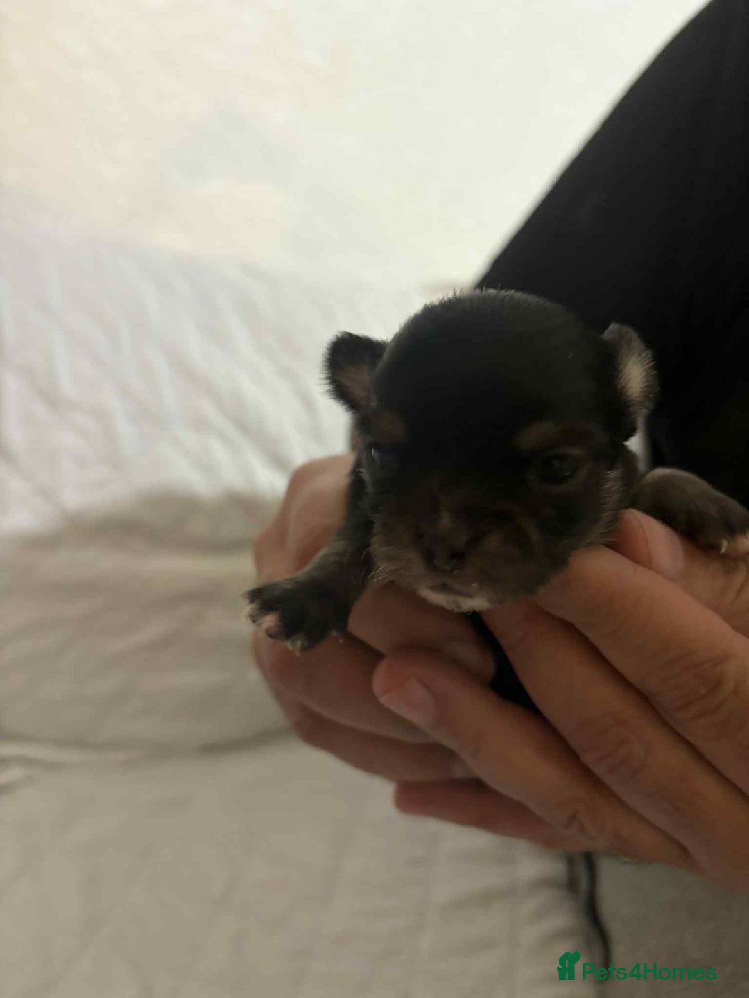 Chihuahua dogs for sale: Very rare long chihuahua for sale  - Advert 3