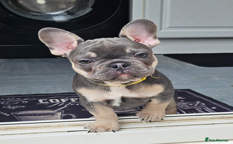 French Bulldog dogs - Advert 13