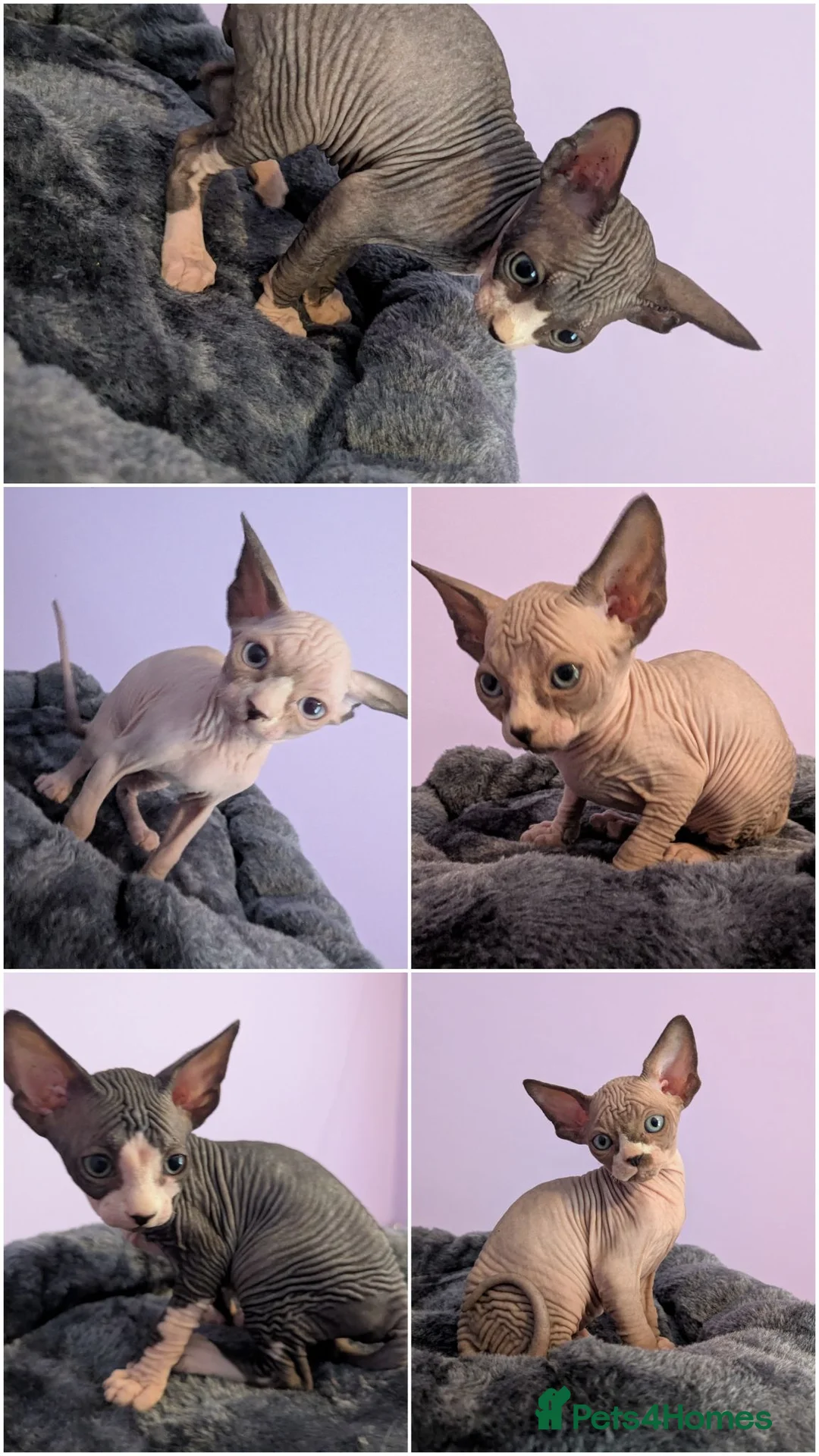 Sphynx cats for sale: ***TICA ACTIVE*** - PURE BREAD SPHYNX - AVAILABLE - Advert 1