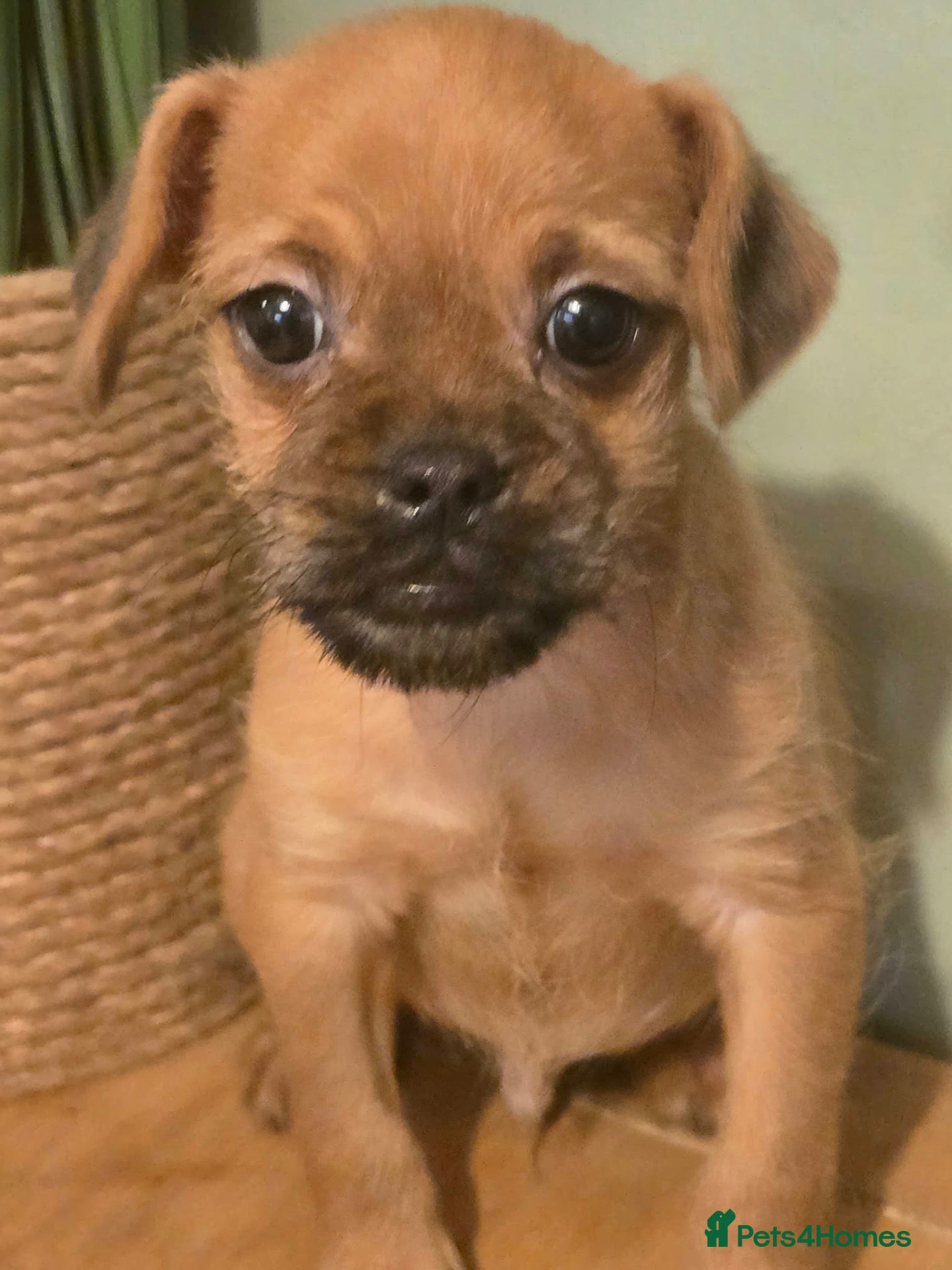 Pugapoo dogs PUGAPOO PUPPY LAST ONE LEFT READY NOW  - Advert 1