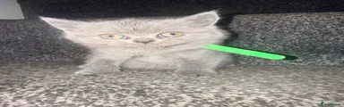 British Shorthair Kitten 4