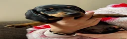 Dachshund dogs for sale: Dachshund puppies - Advert 24