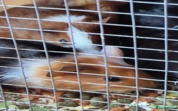 Guinea Pig rodents for sale: Baby guinea pigs - Image 2