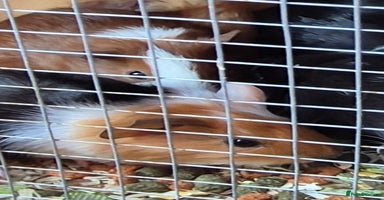 Guinea Pig rodents - Advert 2