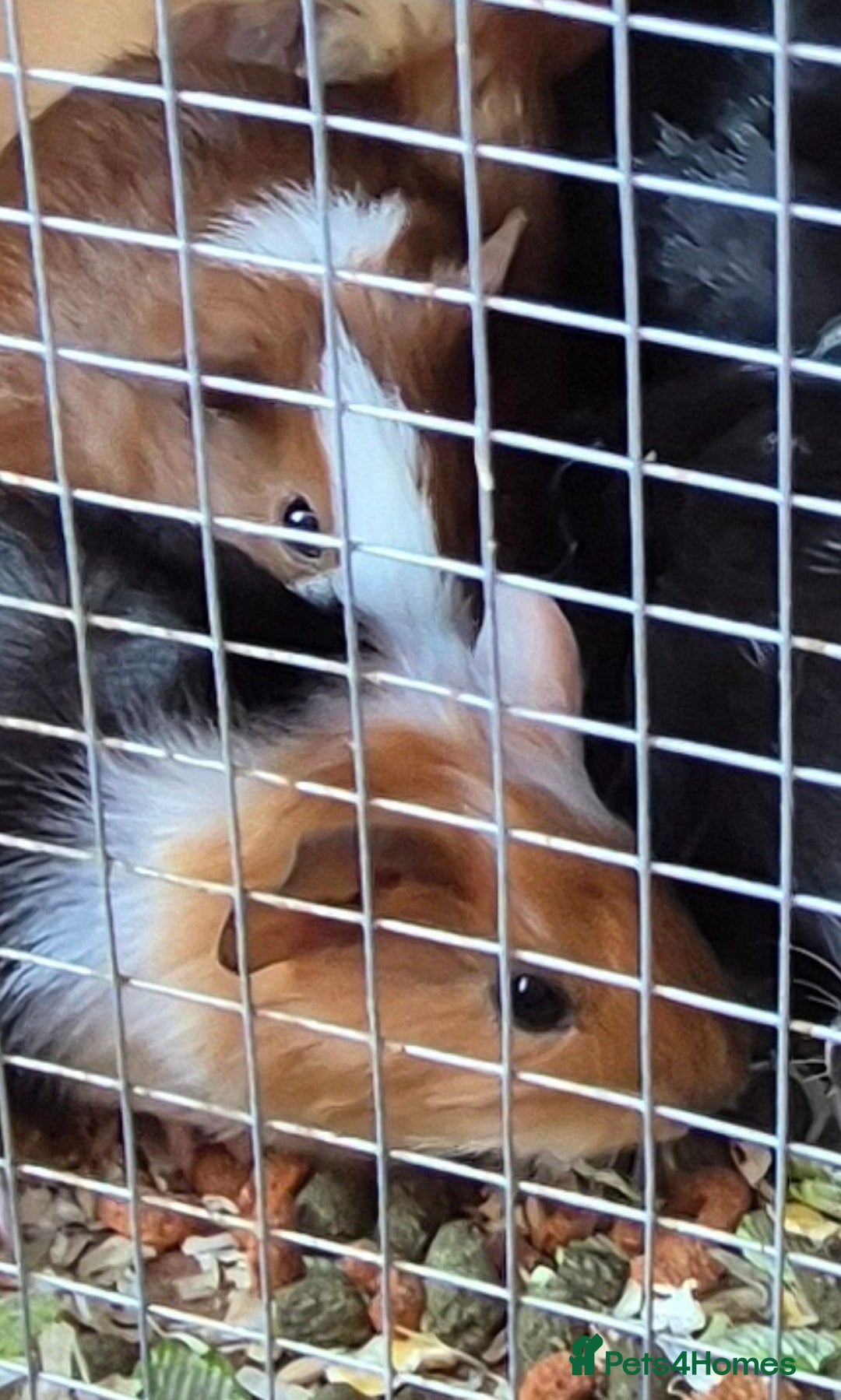 Guinea Pig rodents for sale: Baby guinea pigs - Image 2