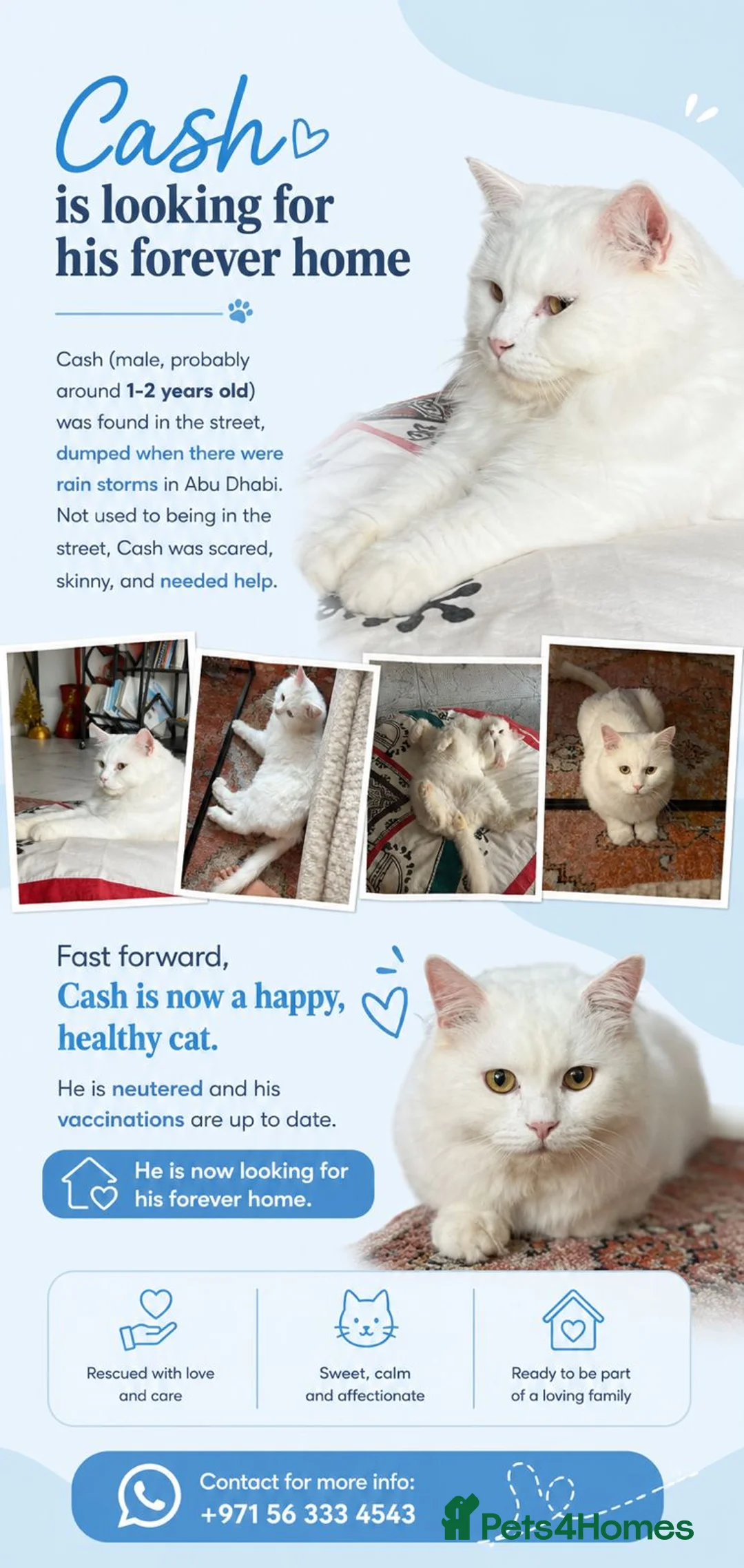 Mixed Breed cats for adoption: This is Cash - Advert 2