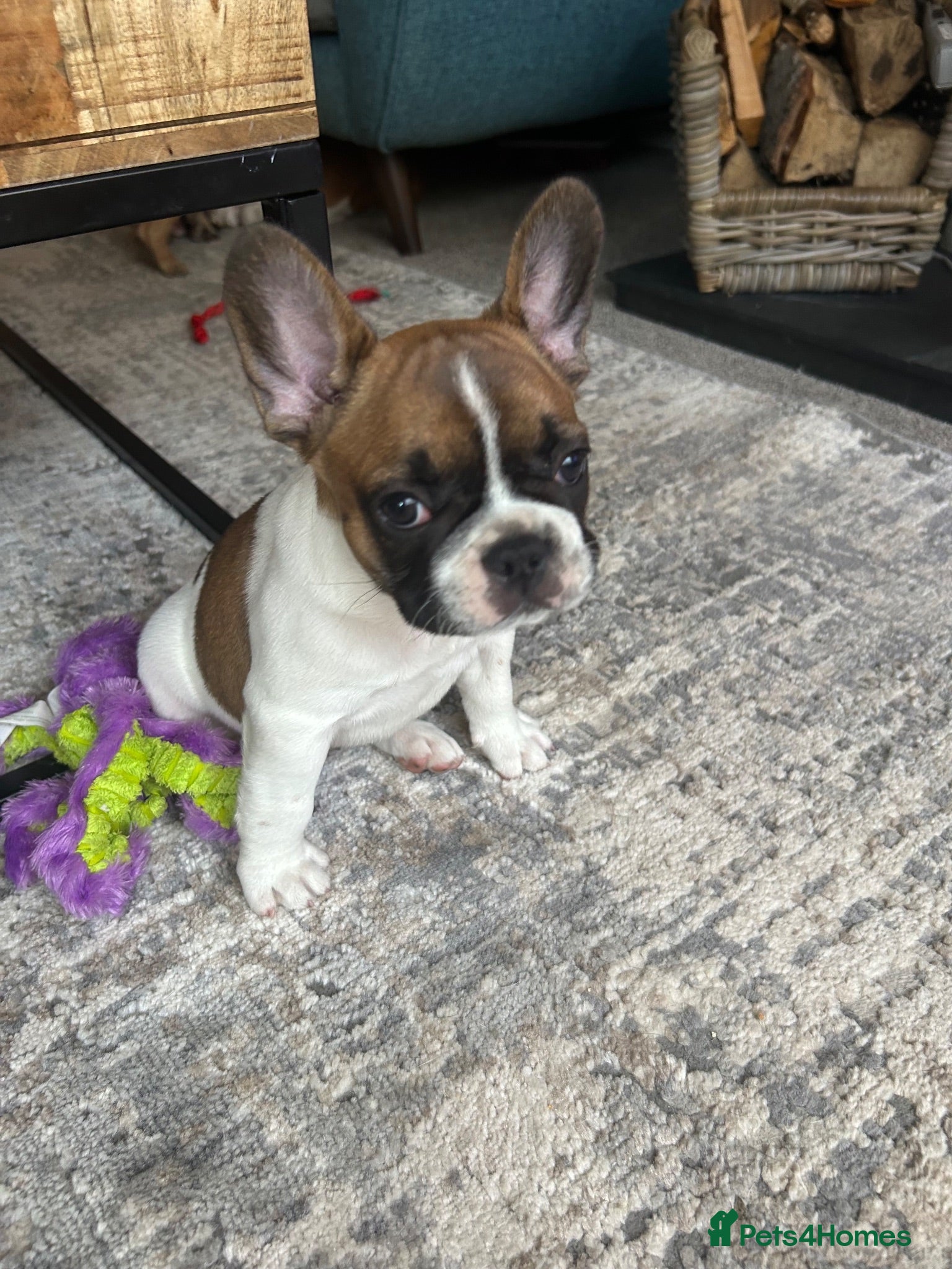 French Bulldog dogs Last pup, Stunning, true French bulldogs, 7 weeks  - Advert 2