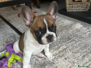 French Bulldog dogs Last pup, Stunning, true French bulldogs, 7 weeks - Advert 2