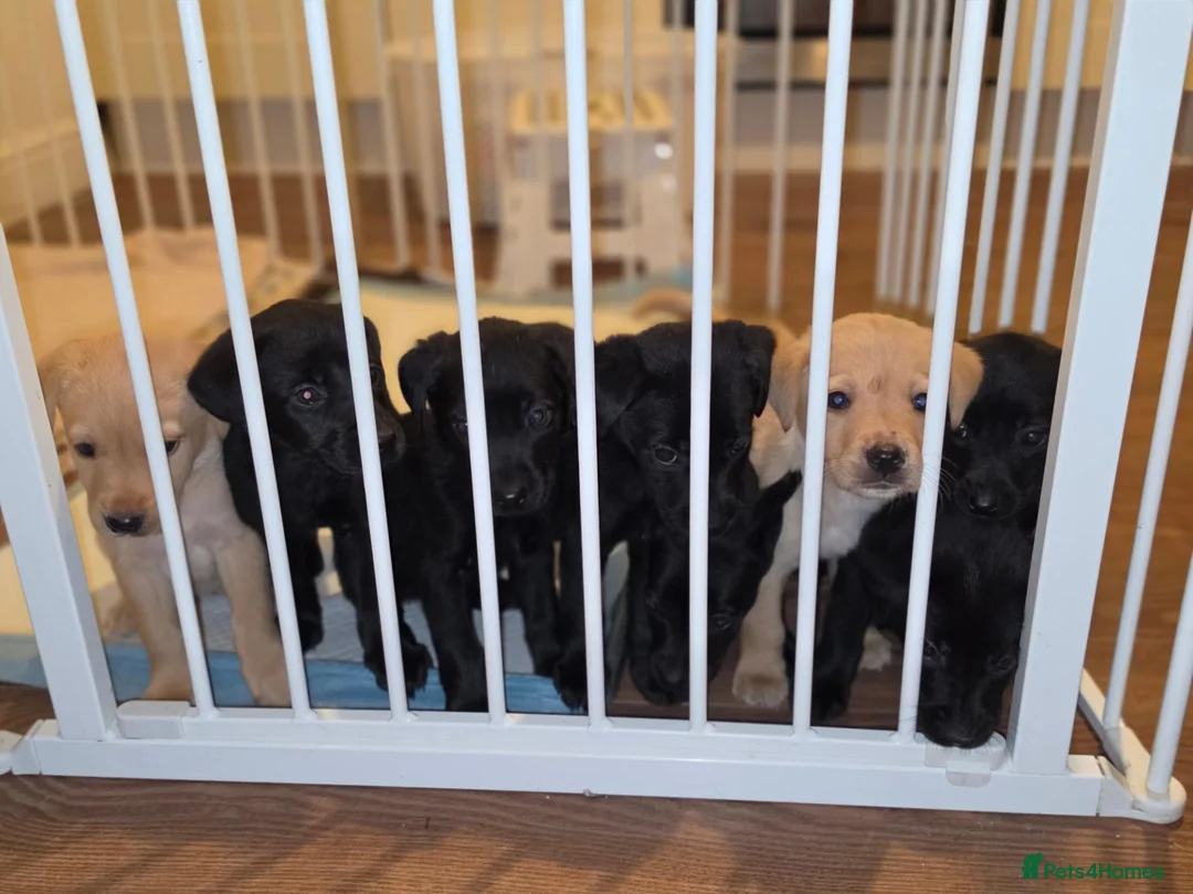 Labrador Retriever dogs for sale: Labrador puppies  - Advert 2