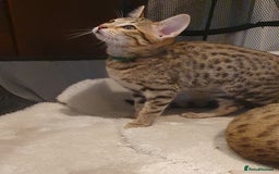 Savannah cats for sale: Fabulous F5 SBT Savannah Kittens! - Image 13