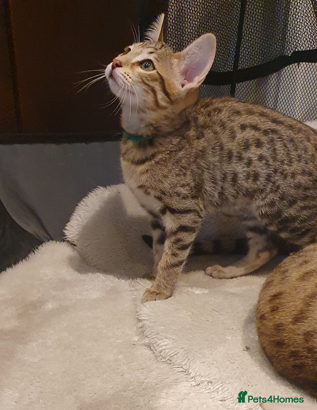 Savannah cats for sale: Fabulous F5 SBT Savannah Kittens! - Image 13