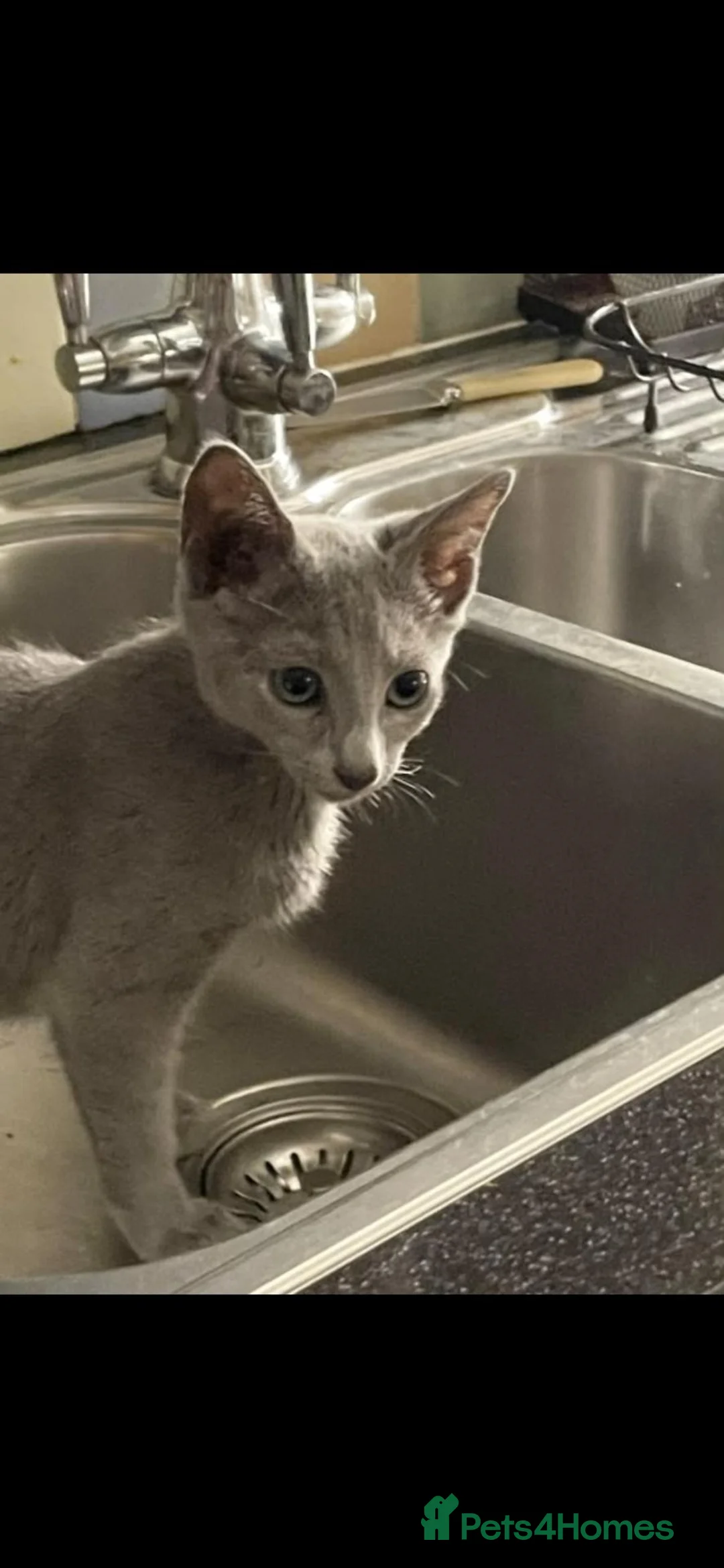 Russian Blue cats for sale: GCCF gorgeous kittens - Advert 14