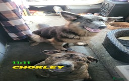 Mixed Breed dogs for sale: 8month old male - Image 5