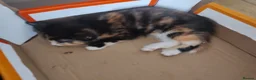British Shorthair cats for sale: Five stunning kittens available immediately  - Advert 8