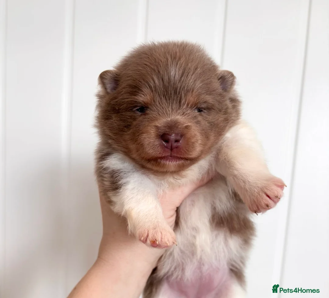 Pomeranian dogs for sale: 🐻 TEDDY BEAR POMERANIANS 🐻  - Advert 2