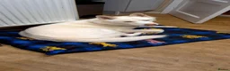 Siberian Husky dogs for sale: Beautiful white husky boy in Horncastle - Advert 4
