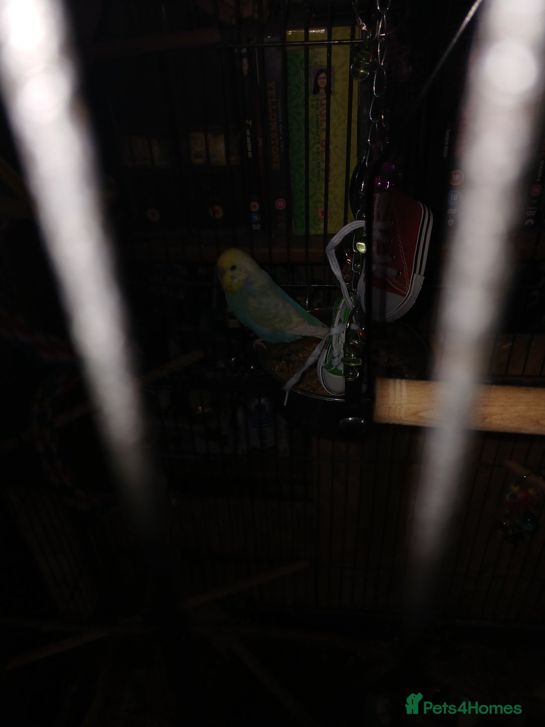 Budgerigars birds for sale: 4 budgies and cage for sale  - Advert 5