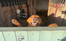 Labrador Retriever dogs for sale: Plump little Red Labrador Puppies! - Image 13