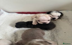 French Bulldog dogs for sale: Kc registered French bulldogs  - Image 4