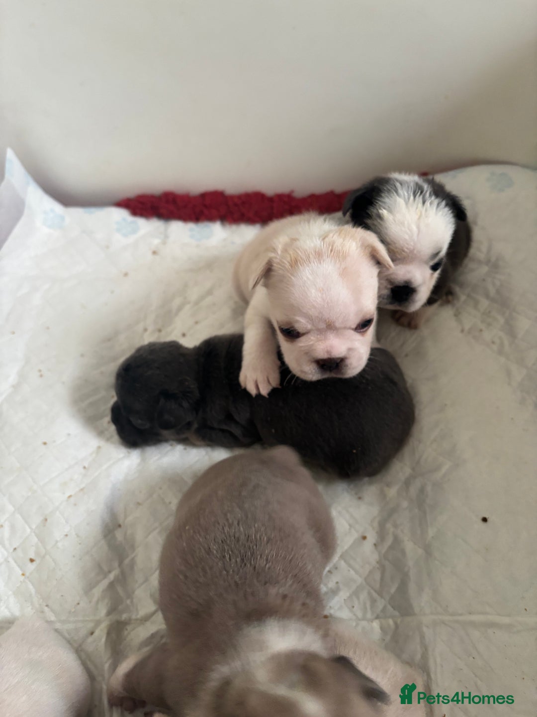 French Bulldog dogs for sale: Kc registered French bulldogs  - Image 4