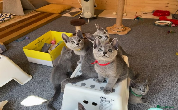 Russian Blue cats - Advert 1
