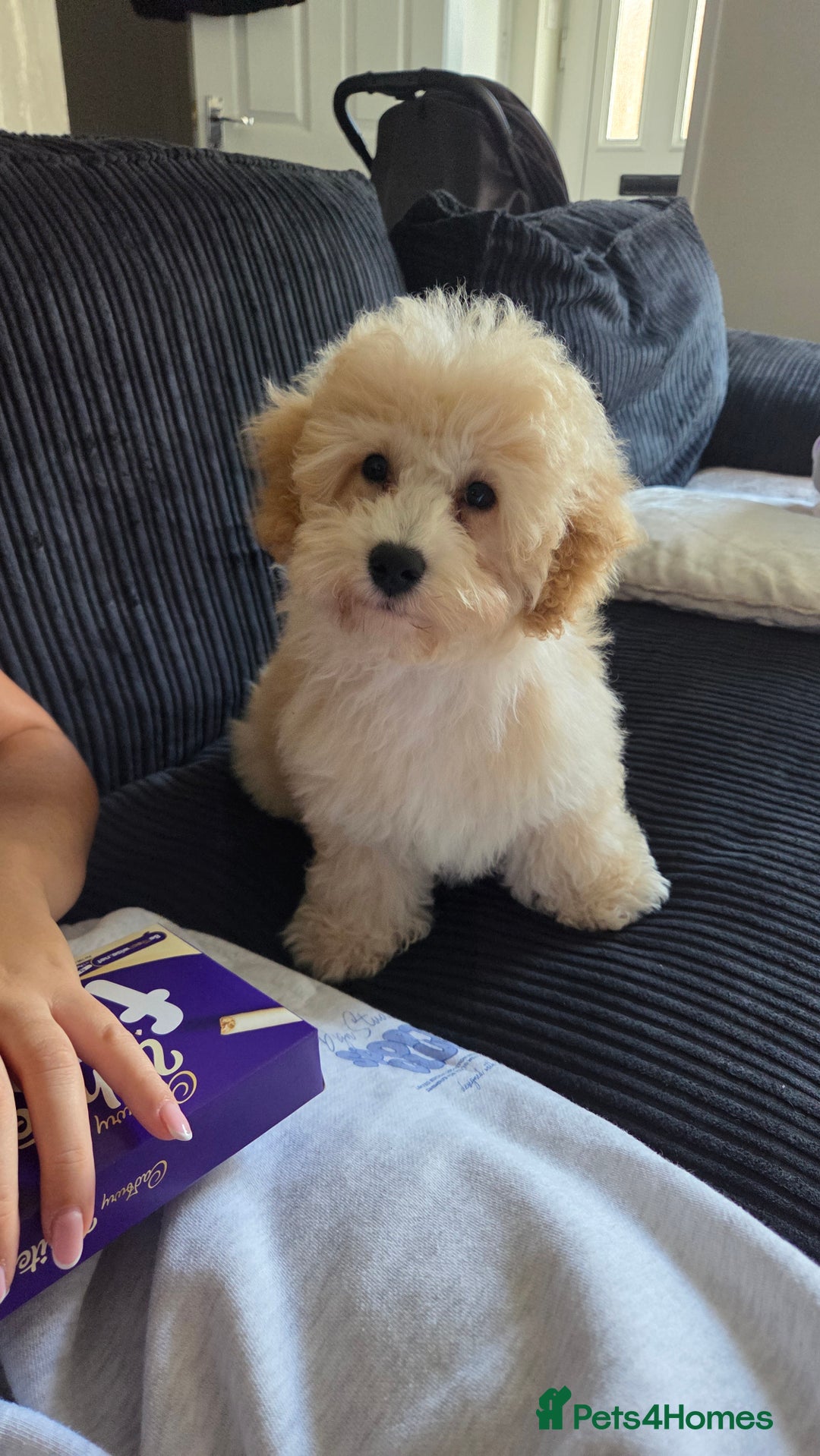 Poochon dogs for sale: Poochon - Image 2