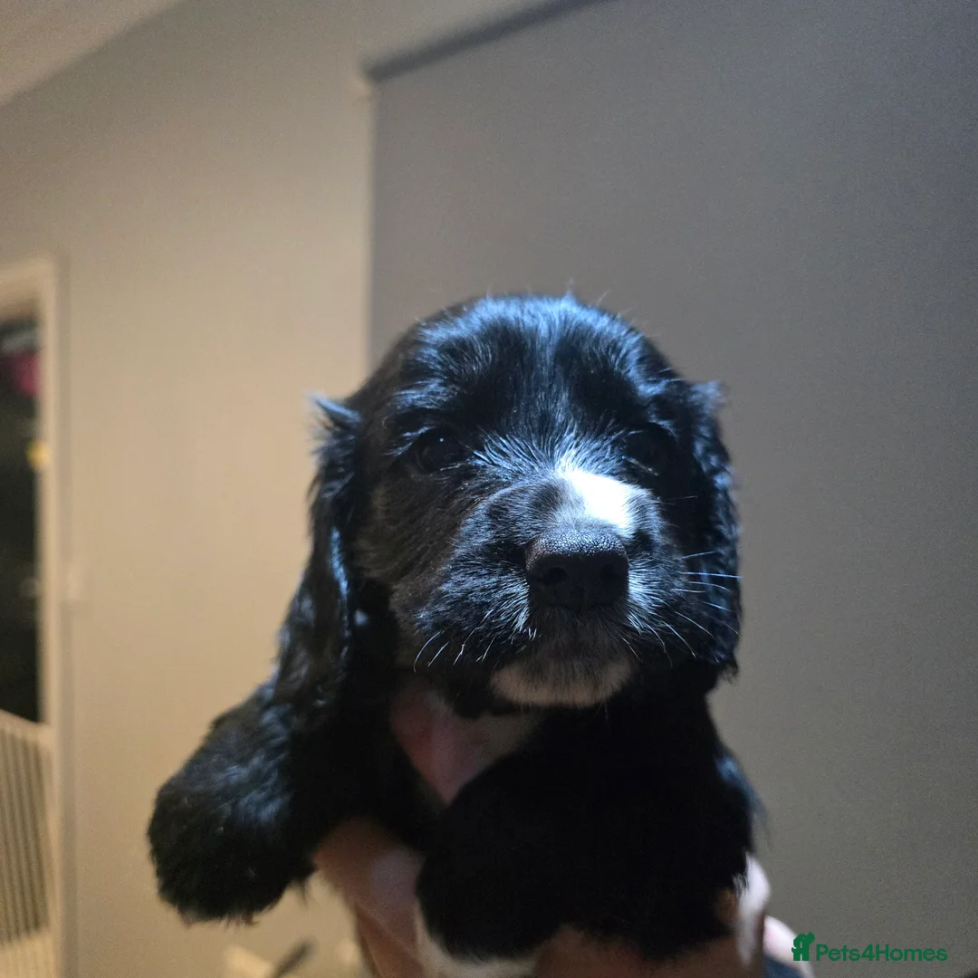 Cocker Spaniel dogs for sale: Cocker spaniel puppies for sale  - Advert 7