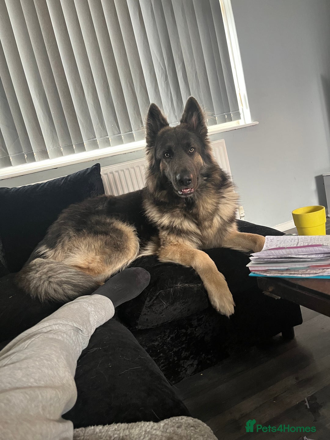 German Shepherd dogs for stud: Blue kc gsd stud  in Oldham - Image 1