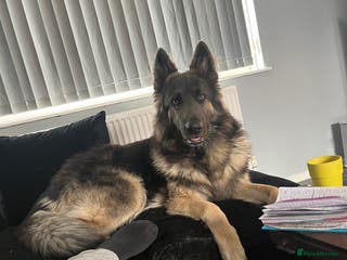 German Shepherd dogs Blue kc gsd stud in Oldham - Advert 3