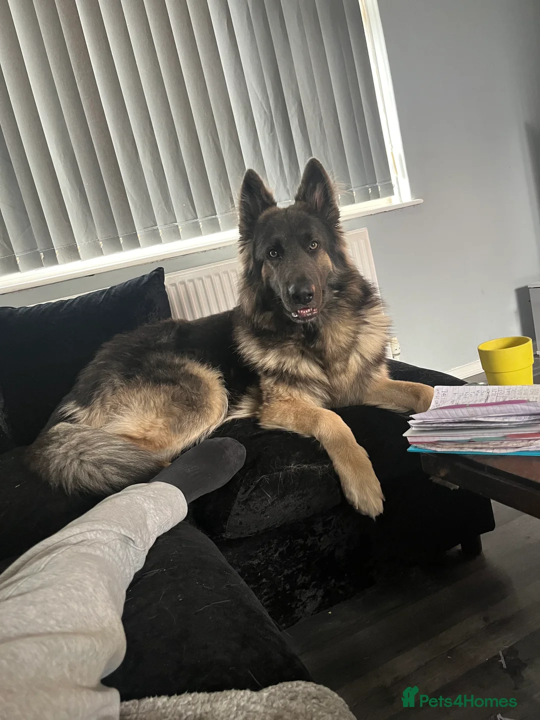 German Shepherd dogs for stud: Blue kc gsd stud  in Oldham - Advert 1