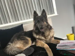 German Shepherd dogs Blue kc gsd stud in Oldham - Advert 16