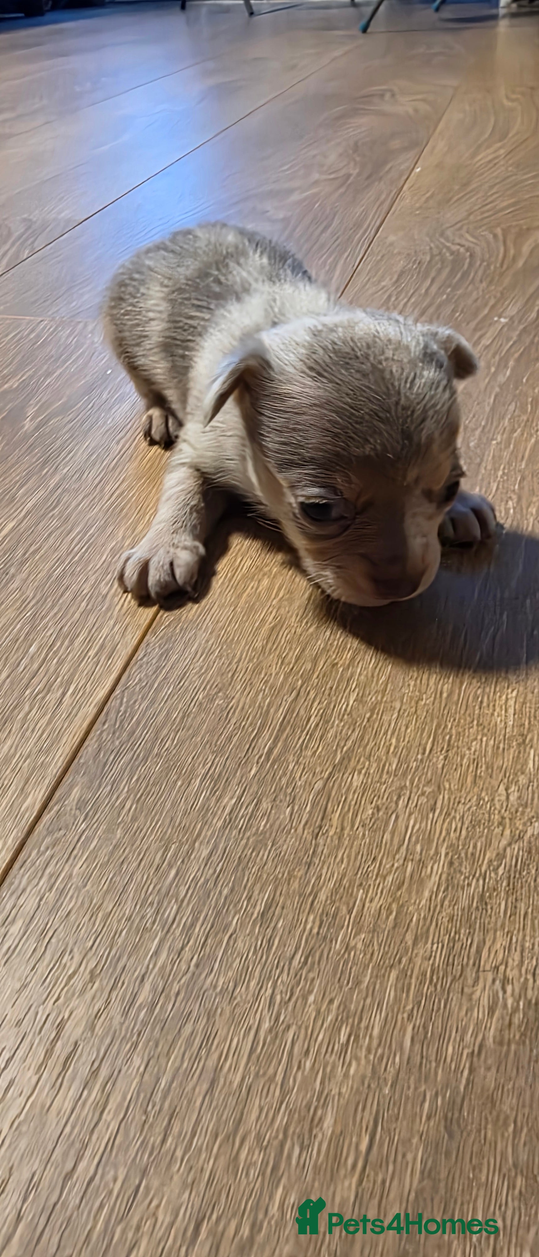 Chihuahua dogs for sale: Long & short haird chihuahua puppies  in Wirral - Advert 33