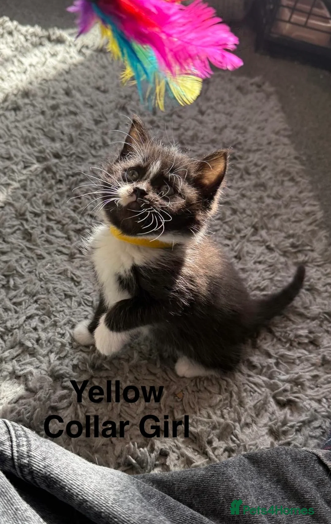 British Shorthair cats for sale: British Shorthair X Kittens  - Advert 2