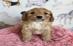Cockapoo dogs for sale: F1 Cockapoo’s **fully health tested parents** - Image 8
