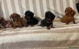 Miniature Dachshund dogs for sale: Beautiful Dachunds ready now  - Image 7