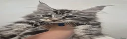 Maine Coon cats for sale: Maine Coon Kittens READY NOW - Advert 11