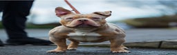 American Bully dogs for stud: Lilac tri Merle pocket bully ABKC registered in Manchester - Advert 2