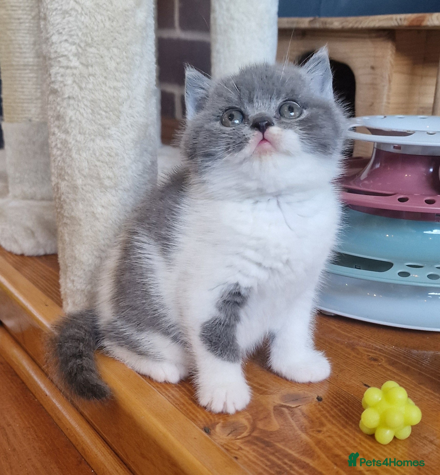 British Shorthair cats Tica reg British Shorthair kittens Champion lines - Advert 2